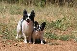 EPAGNEUL PAPILLON 173